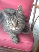 re: Post Photos of Your Pets...in Honor of Stoli!