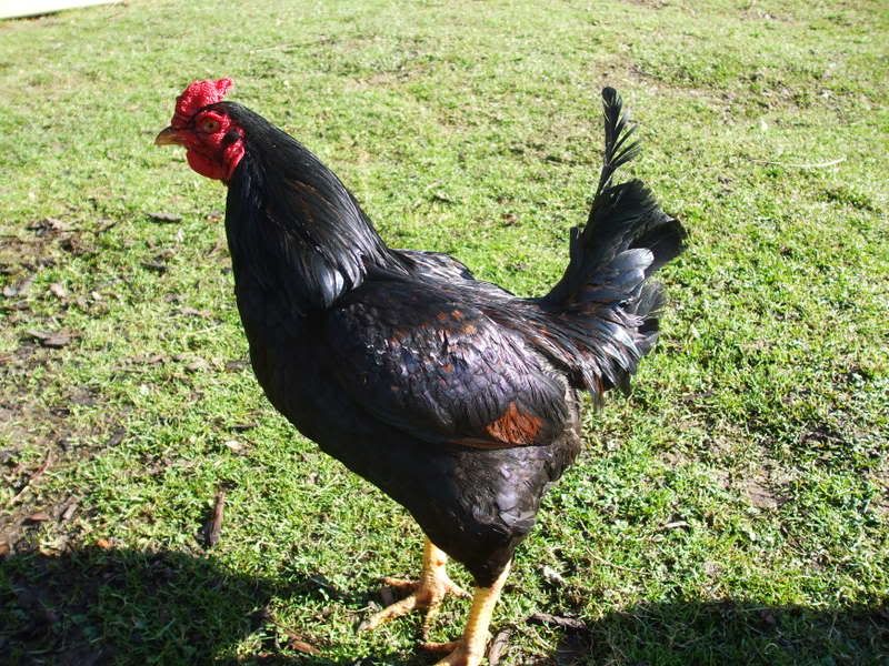 indian hen