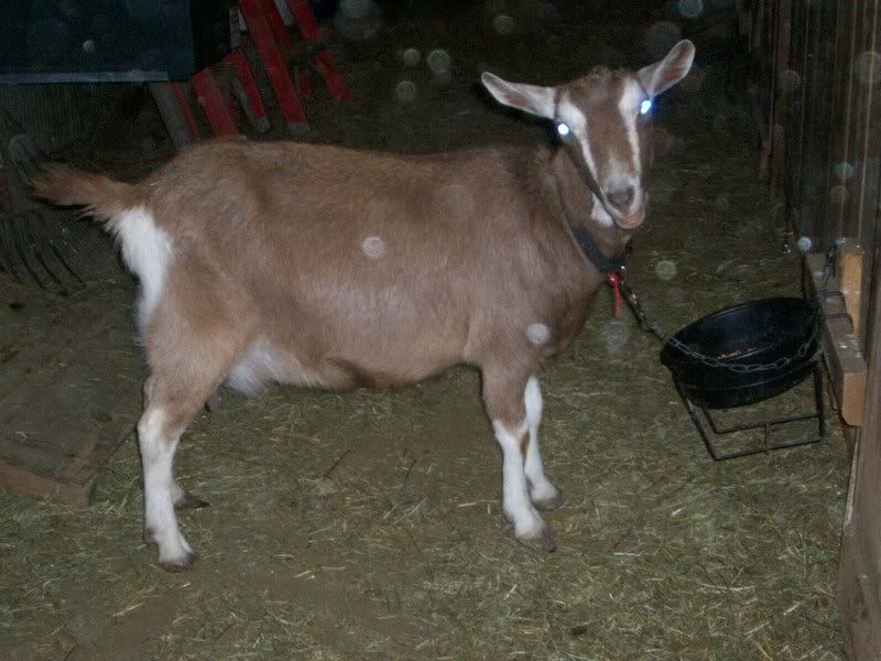 Feeding setups - Goats