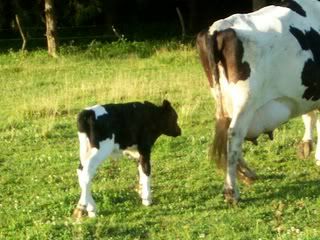 Blessings from Heaven! - Cattle