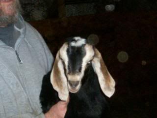 bottle babies for sale! - Goats