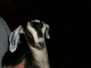 bottle babies for sale! - Goats