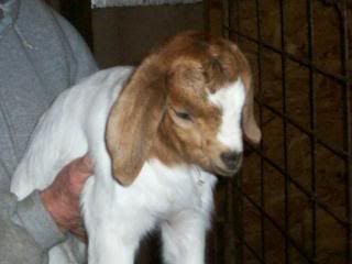 bottle babies for sale! - Goats