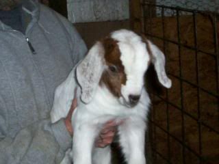 bottle babies for sale! - Goats