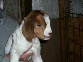 bottle babies for sale! - Goats