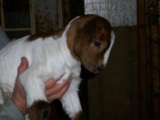 bottle babies for sale! - Goats