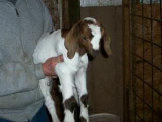 bottle babies for sale! - Goats