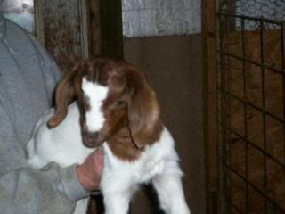 bottle babies for sale! - Goats