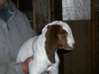 bottle babies for sale! - Goats