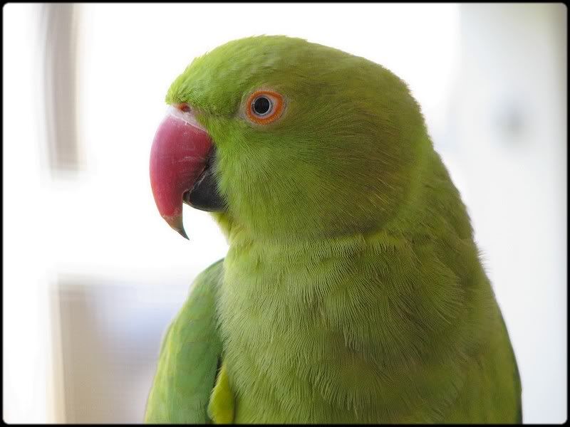 Posted Image