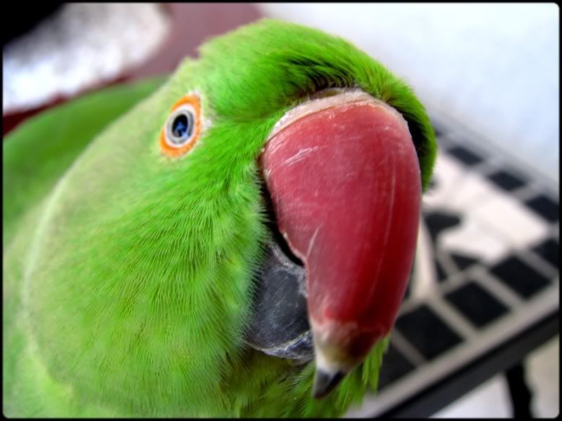 Posted Image