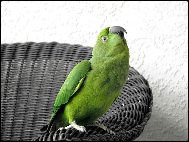 Posted Image