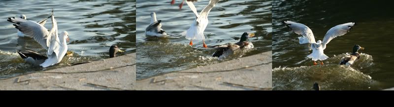 IMAGE: http://i50.photobucket.com/albums/f321/Stav13/Attack-1.jpg