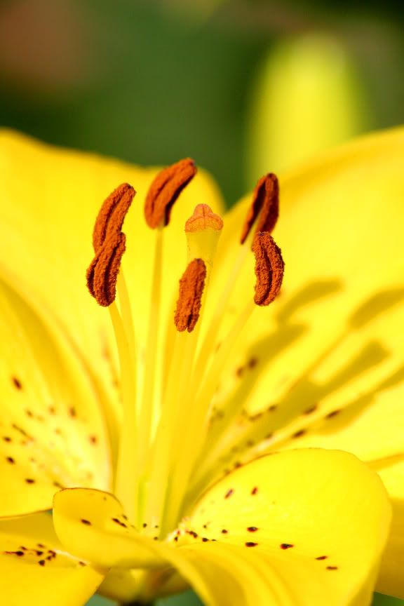 IMAGE: http://i50.photobucket.com/albums/f321/Stav13/Flower2.jpg