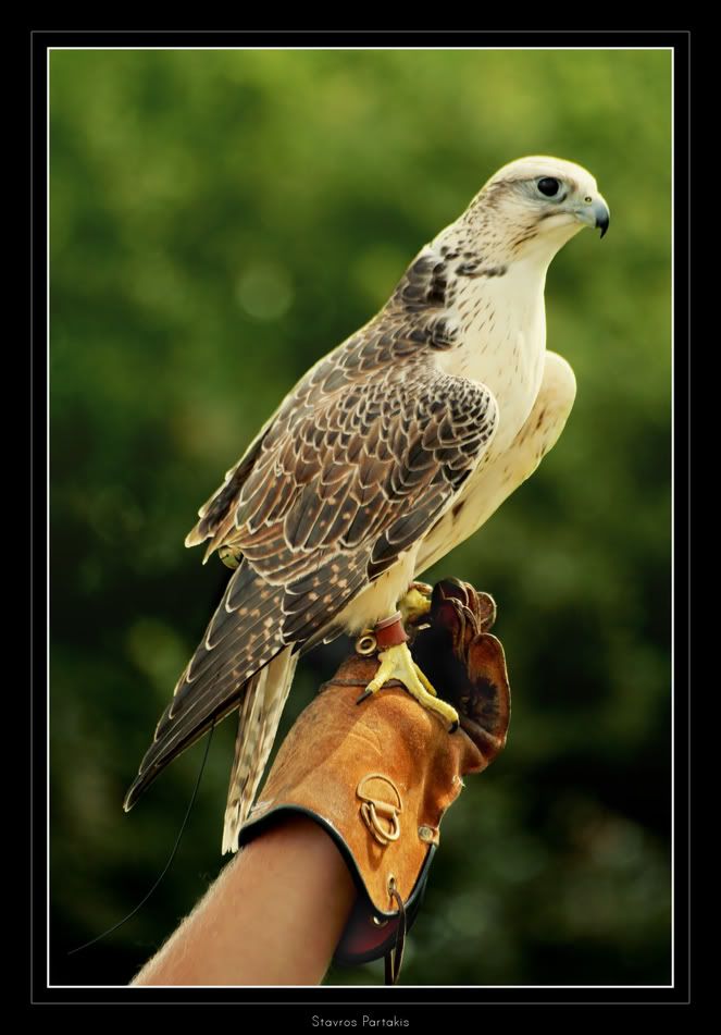 IMAGE: http://i50.photobucket.com/albums/f321/Stav13/falcon-large.jpg