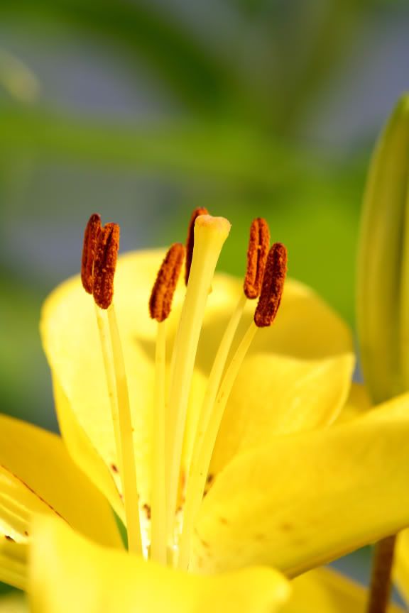 IMAGE: http://i50.photobucket.com/albums/f321/Stav13/flower3.jpg