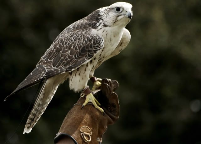 IMAGE: http://i50.photobucket.com/albums/f321/Stav13/hawk.jpg