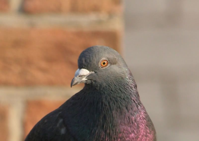 IMAGE: http://i50.photobucket.com/albums/f321/Stav13/pige.jpg