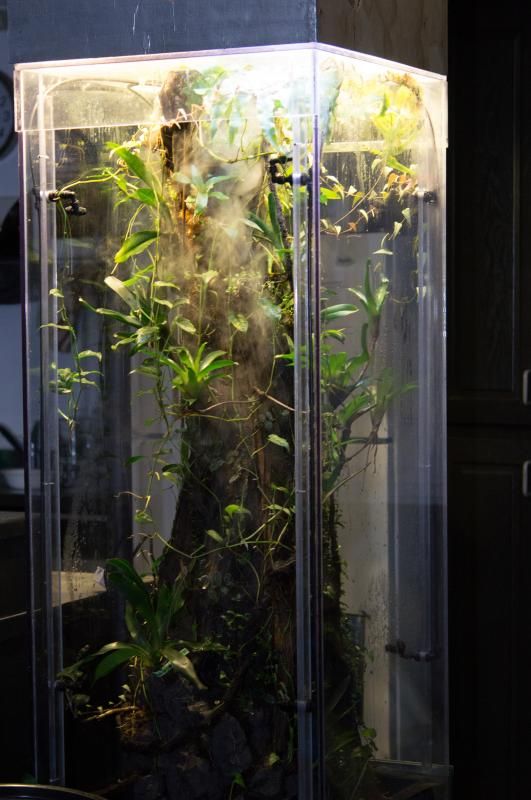 u jelly 115gal vertical tree vivarium arachnoboards vertical tree