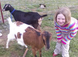 New kids! Finally... - Goats