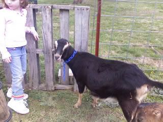 New kids! Finally... - Goats