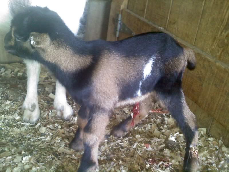 FF pouring milk before kidding - Goats