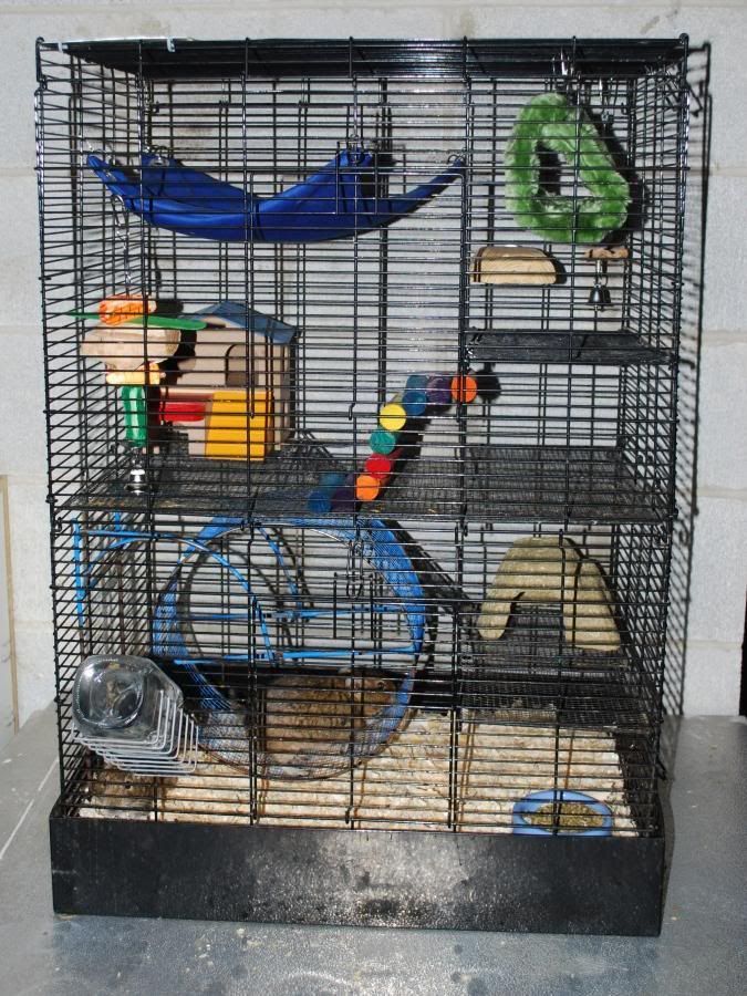 Degu Cages? Chins & Hedgies