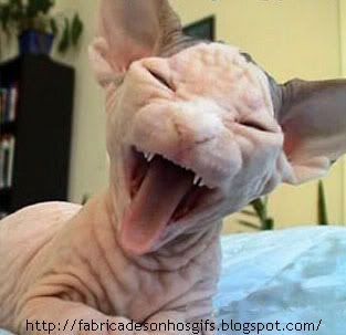 gato sorrizinho rsrs