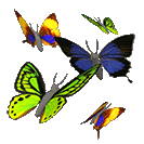 ANIMATED butterflies