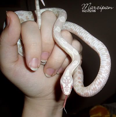 marzi052.jpg