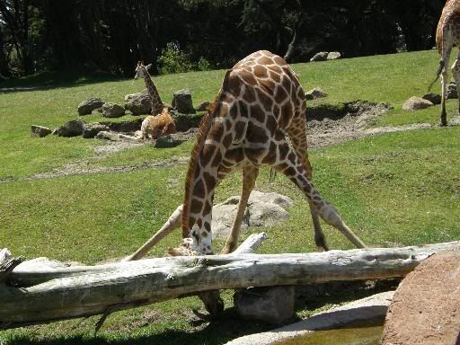 GiraffeSplits.jpg
