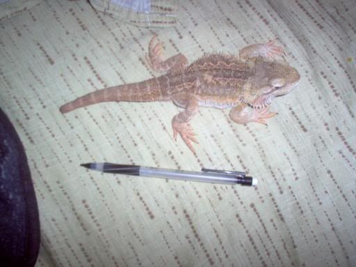 lizardo005.jpg