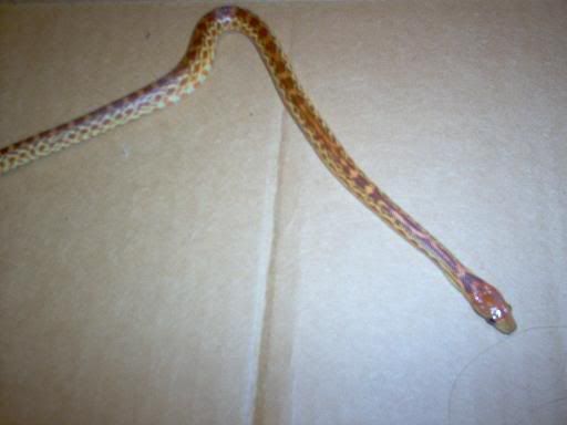 snake009.jpg