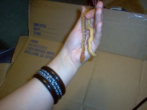 snake012.jpg