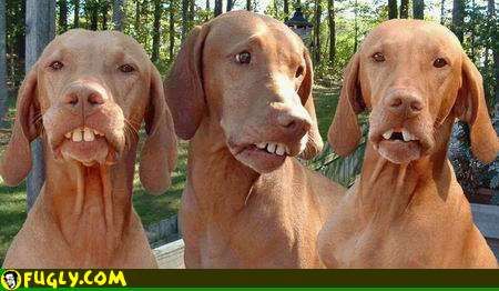 bubba_teeth_on_the_dog.jpg This is my brother Cletus, this is my other brother Cletus... image by jtp139