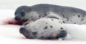 dead harp seals