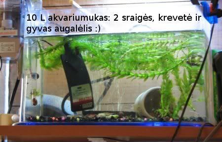 daug ampuliarijos akvariumas