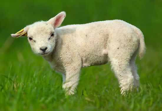 cute-baby-sheep.jpg