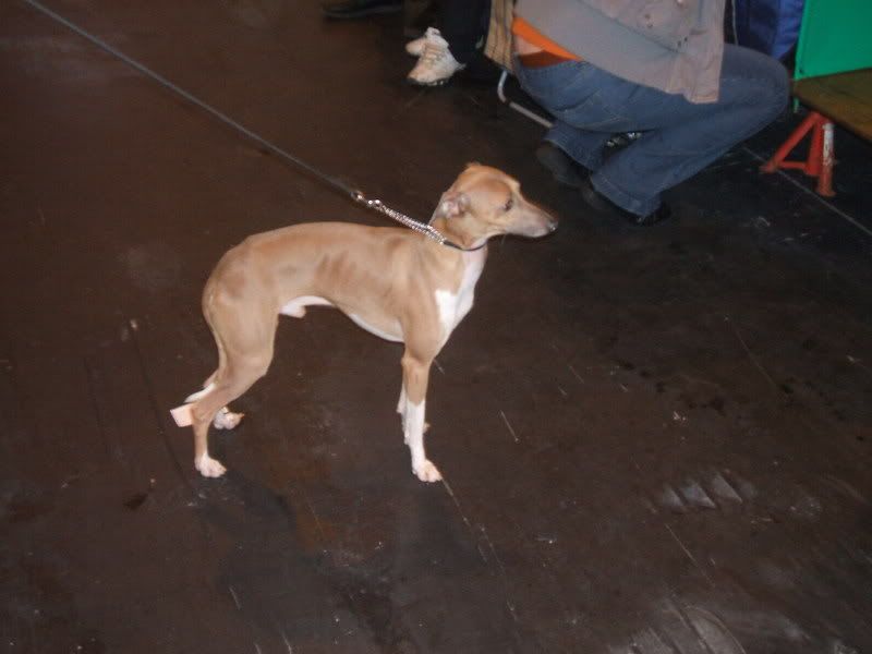 crufts2008008.jpg