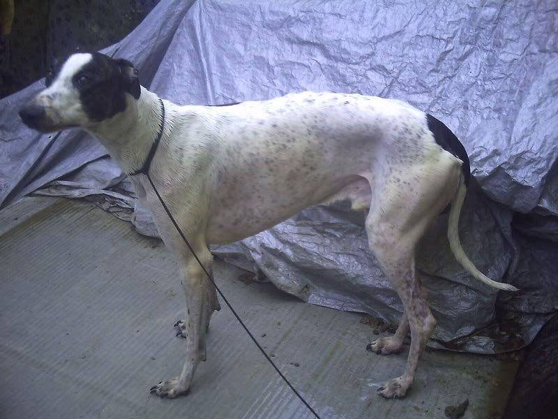 dogs051.jpg
