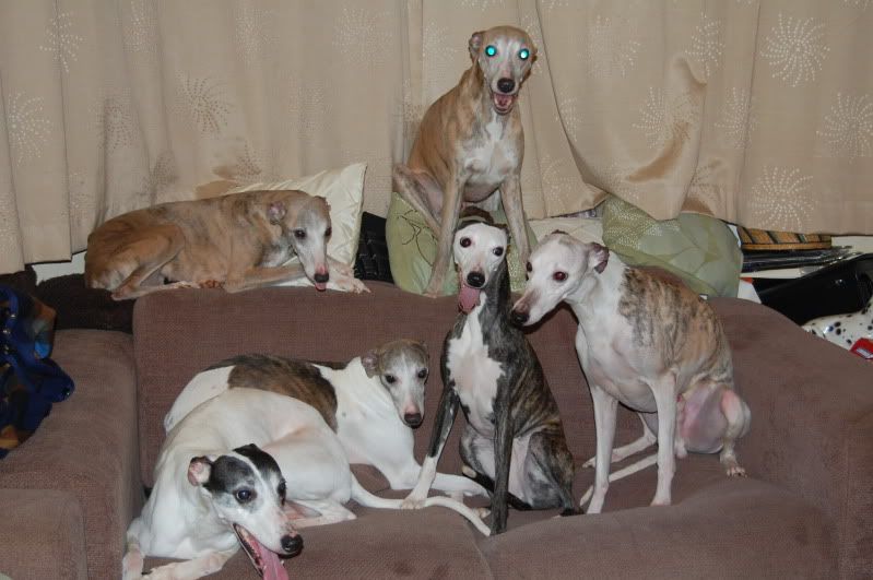 Champdogs whippet hot sale puppies