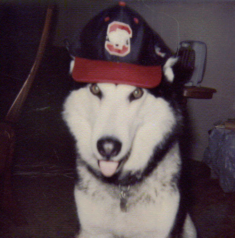 snoopy the dog photo: Smoky in a Snoopy Cap Smoky_in_a_Snoopy_hat_2.png