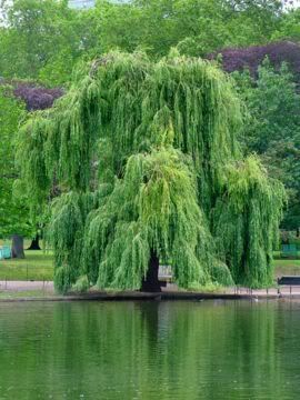 willow tree Pictures, Images and Photos