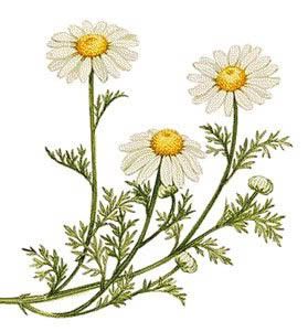 Chamomile Pictures, Images and Photos