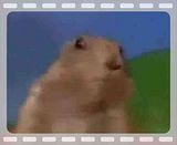 dramatic_chipmunk.mp4 video by DEVIL_9_0