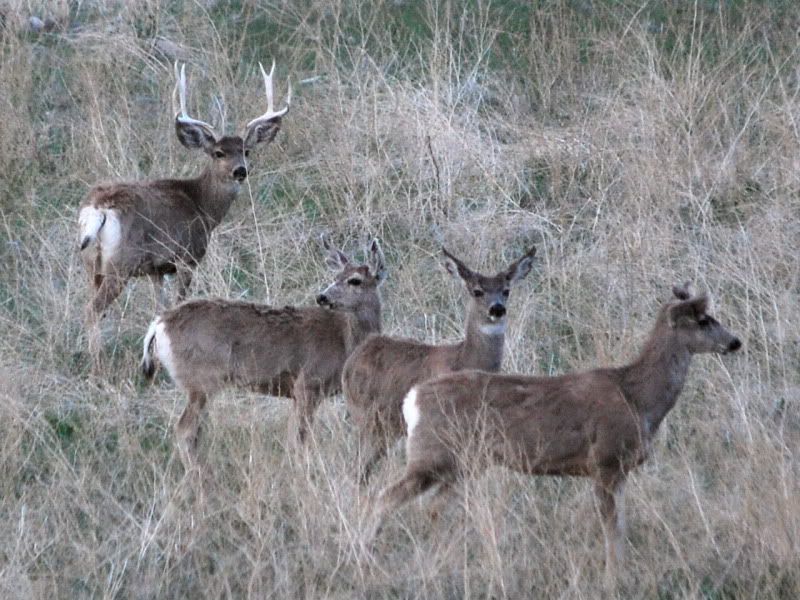 2010 big game pics Utah Wildlife Network