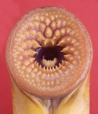 Lamprey Pictures, Images and Photos