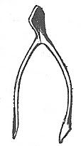 Scan_Pic0109.jpg wishbone_clipart picture by sarahjmorriss
