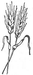 Scan_Pic0110.jpg wheat_clipart picture by sarahjmorriss