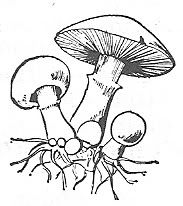 Scan_Pic0113.jpg toadstool_clipart picture by sarahjmorriss